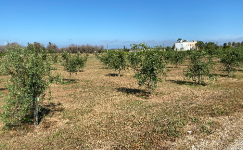 Olivami, un progetto smart per adottare a distanza gli ulivi salentini