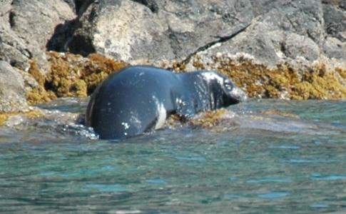 Avvistamento di un esemplare di foca monaca a Santa Maria di Leuca: video