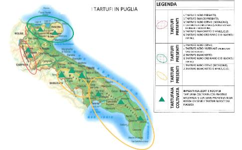 Tartufo nuovo oro di Puglia: 7 aree e 58 località vocate, un potenziale enorme